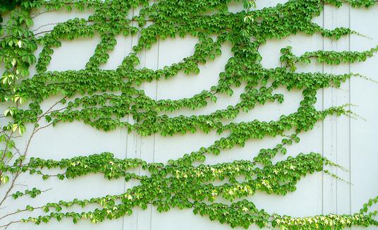 爬山虎怎么养？爬山虎对家居环境的作用
